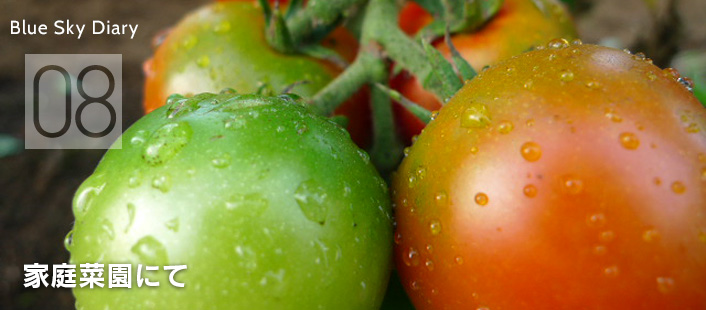 家庭菜園にて