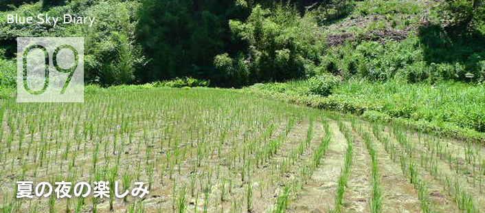 夏の夜の楽しみ